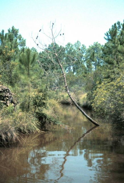 Grand Bay National Estuarine Research Reserve Picture