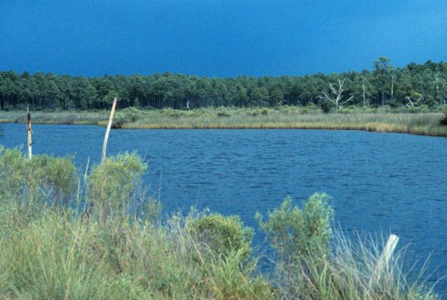Grand Bay National Estuarine Research Reserve Picture