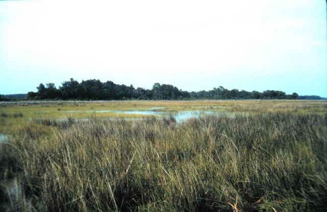 Grand Bay National Estuarine Research Reserve Picture