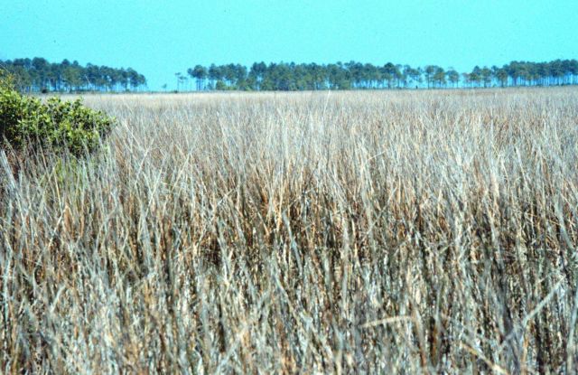 Grand Bay National Estuarine Research Reserve Picture