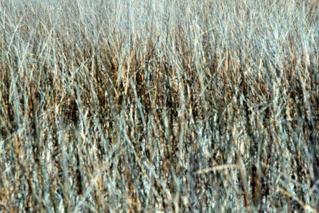Grand Bay National Estuarine Research Reserve Picture