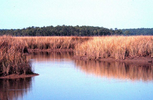 Grand Bay National Estuarine Research Reserve Picture
