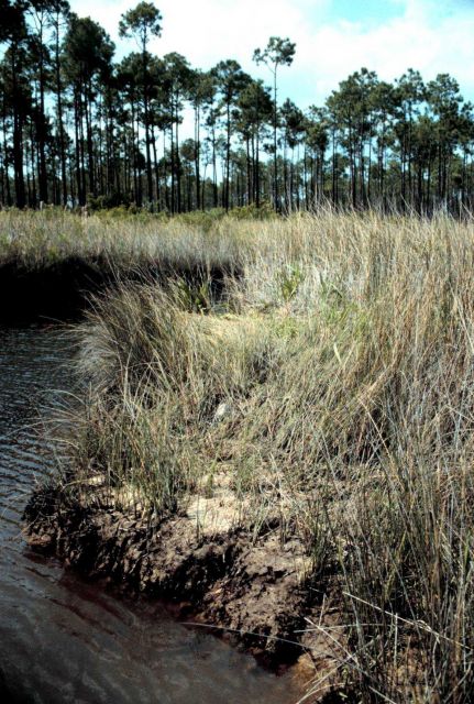 Grand Bay National Estuarine Research Reserve Picture
