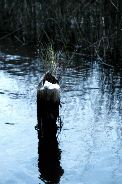 Grand Bay National Estuarine Research Reserve Picture