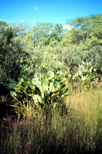Waquoit Bay National Estuarine Research Reserve Picture