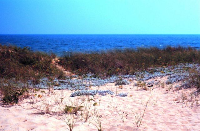 Waquoit Bay National Estuarine Research Reserve Picture