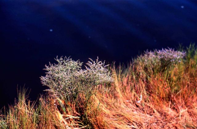 Waquoit Bay National Estuarine Research Reserve Picture