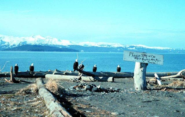 Kachemak Bay National Estuarine Research Reserve Picture