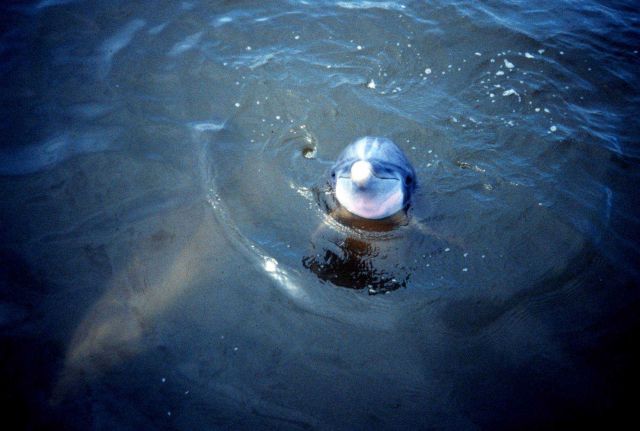 Sapelo Island National Estuarine Research Reserve Picture