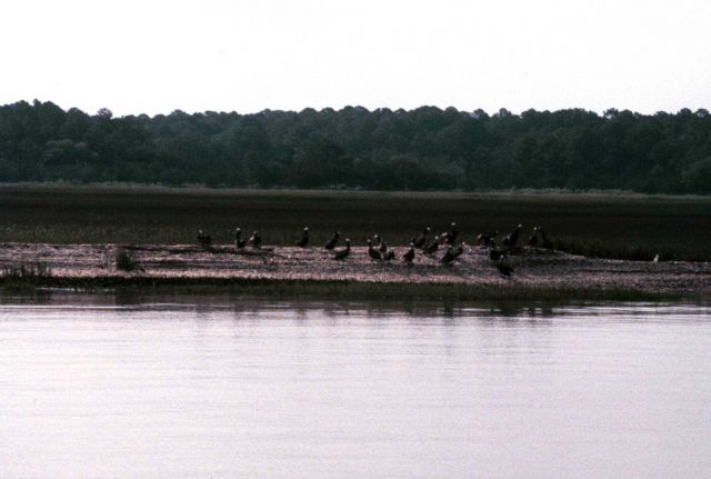 Sapelo Island National Estuarine Research Reserve Picture