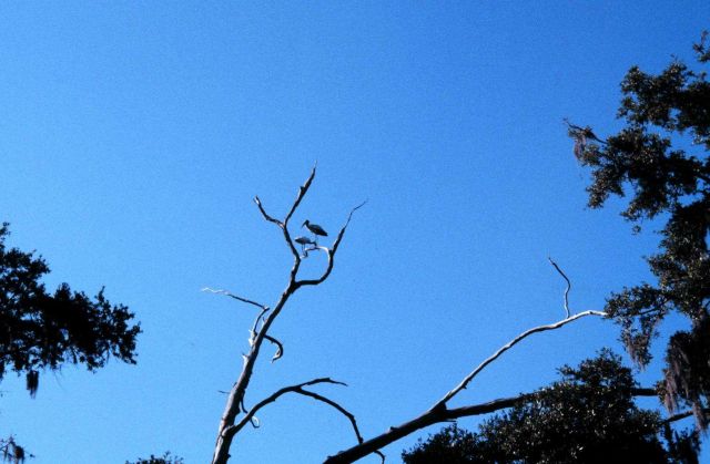 Sapelo Island National Estuarine Research Reserve Picture