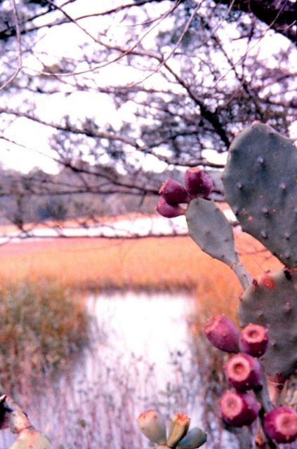 Sapelo Island National Estuarine Research Reserve Picture