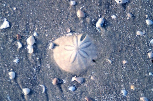 Sapelo Island National Estuarine Research Reserve Picture