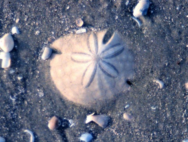 Sapelo Island National Estuarine Research Reserve Picture