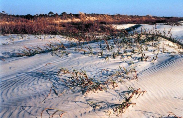 Sapelo Island National Estuarine Research Reserve Picture