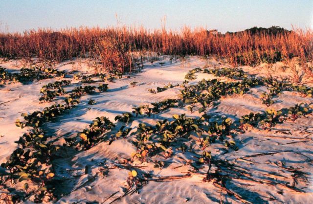 Sapelo Island National Estuarine Research Reserve Picture