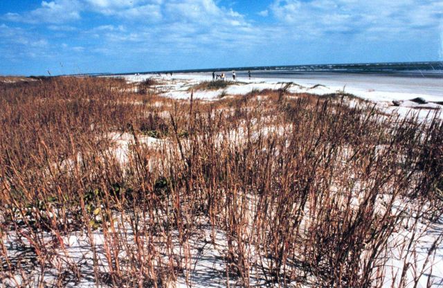 Sapelo Island National Estuarine Research Reserve Picture