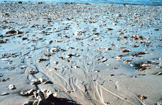 Sapelo Island National Estuarine Research Reserve Picture