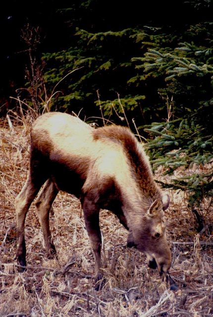 Kachemak Bay National Estuarine Research Reserve Picture