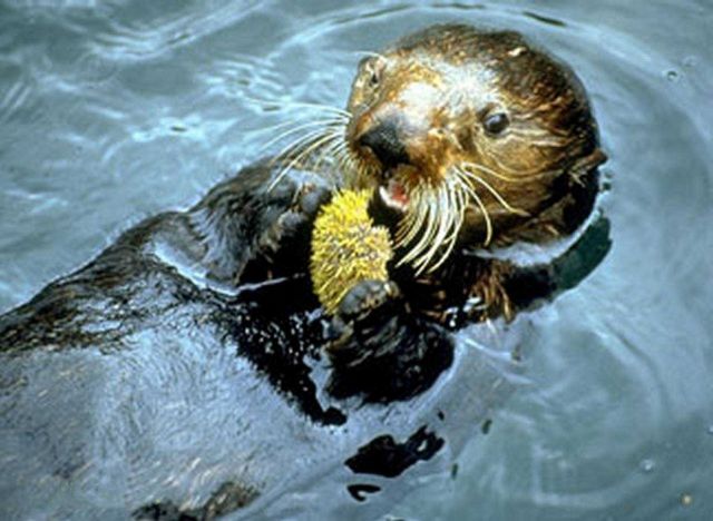 Kachemak Bay National Estuarine Research Reserve Picture