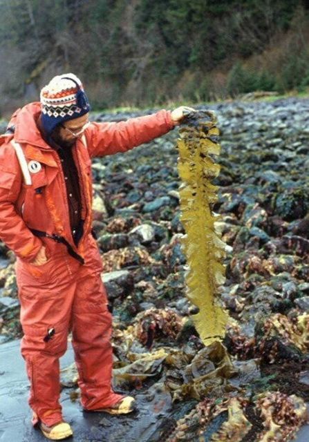 Kachemak Bay National Estuarine Research Reserve. Picture