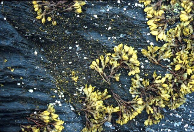 Kachemak Bay National Estuarine Research Reserve. Picture