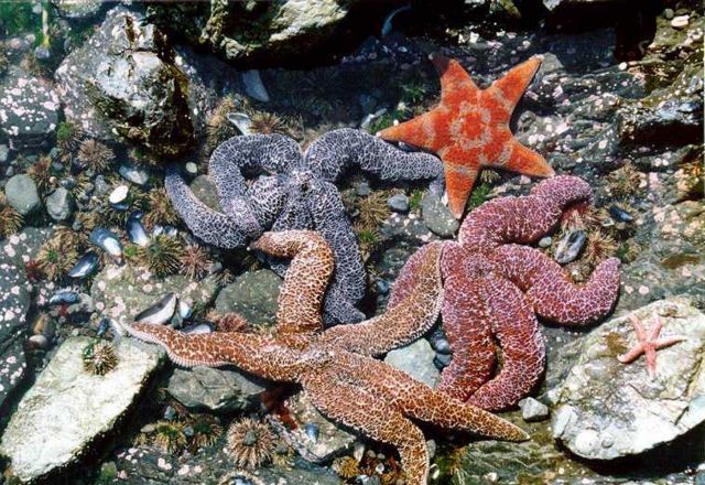 Kachemak Bay National Estuarine Research Reserve Picture