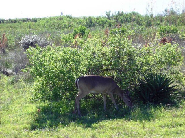 Mission-Aransas National Estuarine Research Reserve. Picture