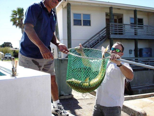 Mission-Aransas National Estuarine Research Reserve. Picture