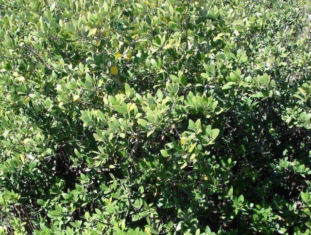 Mission-Aransas National Estuarine Research Reserve. Picture