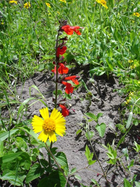Mission-Aransas National Estuarine Research Reserve. Picture