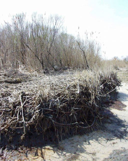 Dry Trees and grasses - Estuarine Research Reserve Collection Picture