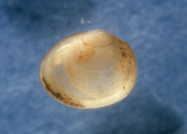Clam (Musculium sp.) Picture