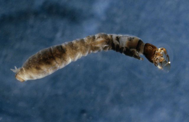 Black fly larva (Simulum sp.) Picture