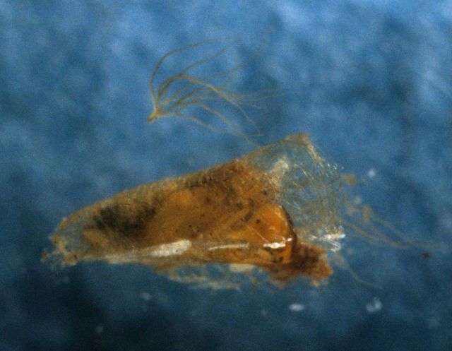 Black fly pupa (Simulum sp.) Picture