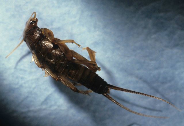 Stone fly larva (Perlidae) Picture