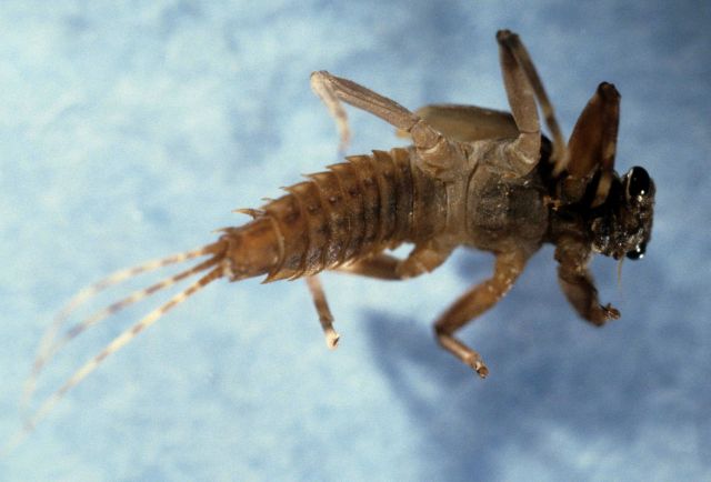 Mayfly larva (Ephemerella sp.) Picture