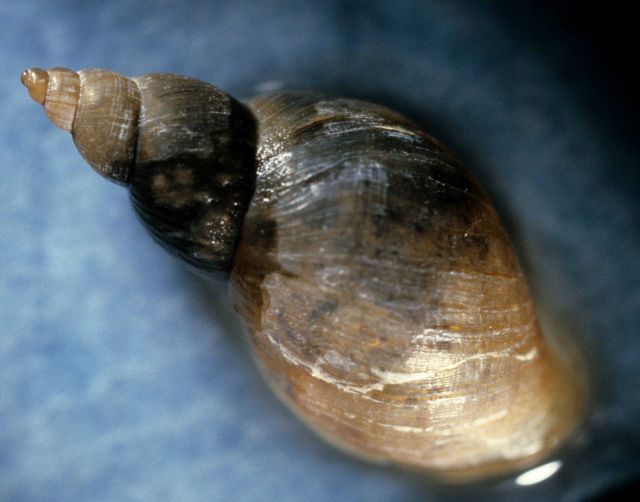 Snail (Stagnicola sp.) Picture