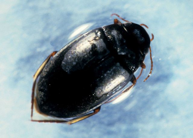 Water beetle (Agabus sp.) Picture