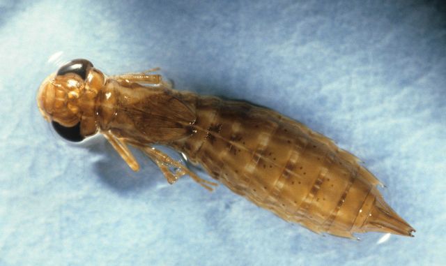 Dragon fly (Anax sp.) Picture