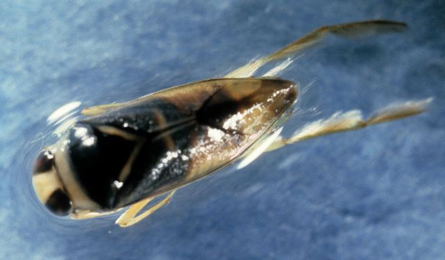 Water boatmen (Corixidae) Picture