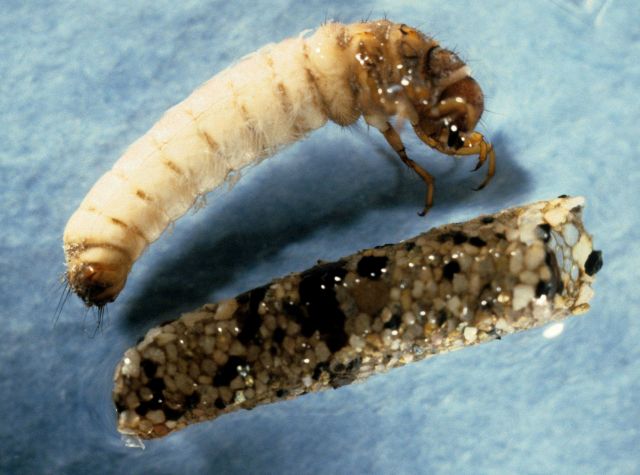 Caddis fly larva and case (Hesperophylax sp.) Picture