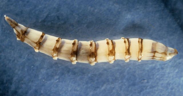 Fly larva (Chrysops sp.) Picture