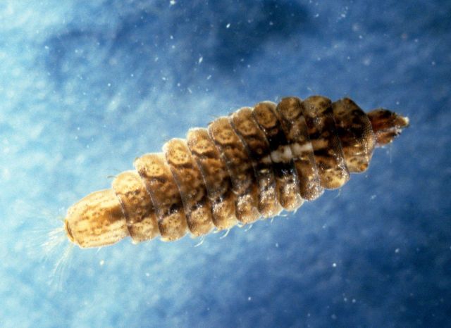 Fly larva (Caloporphus sp.) Picture