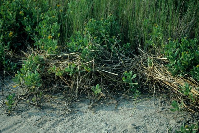 High tide line as demarcated by vegetative debris. Picture