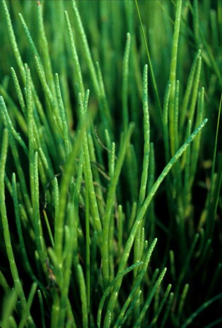 Close-up of salt marsh grass (Distichlis sp.) Picture