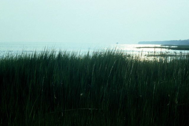 Marsh grass vista with sunshine sparkling off the water. Picture