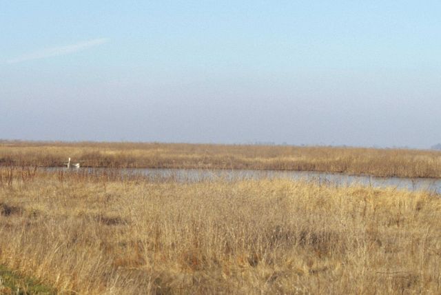 This is artificial wetland area in which runoff from agricultural and industrial sources concentrates selenium Picture