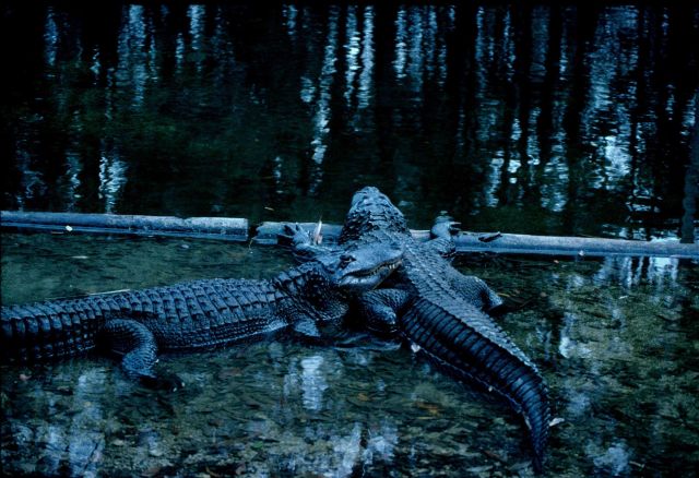American alligators (Alligator mississippiensis) Picture