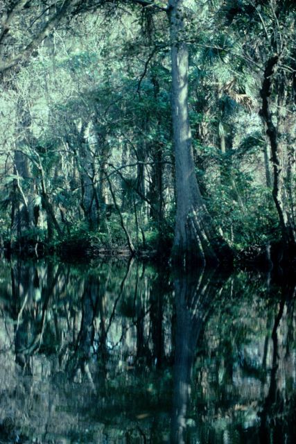 Cypress hammock - high topography in generally swampy areas. Picture